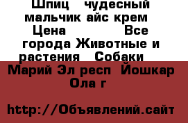 Шпиц - чудесный мальчик айс-крем › Цена ­ 20 000 - Все города Животные и растения » Собаки   . Марий Эл респ.,Йошкар-Ола г.